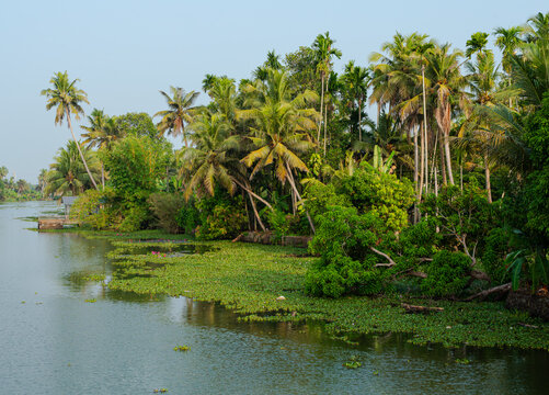 The vegetated shoreline of palm trees and coconut grove at Vembanad Lake south of Kochi in Kerala, India. 