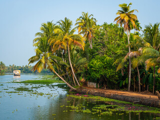 The vegetated shoreline of palm trees and coconut grove at Vembanad Lake south of Kochi in Kerala, India. 