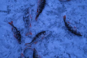 Perch fish on the ice in winter.