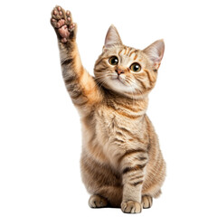 Obraz premium maine coon cat isolated