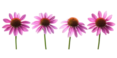 pink cosmos flowers isolated