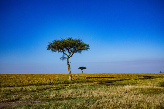 lonely tree in the field Maasai Mara National Game Reserve Park Narok County Kenya East Africa Landscapes Savannah Grasslands Great rift Valley panoramic scenic views plants vegetations filed meadows