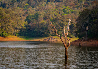 ‘Skeletons’ of dead trees rise from waters of the man-made Periyar Lake in Kerala, India, created when a river was dammed and the forest submerged underwater.