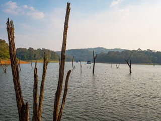 ‘Skeletons’ of dead trees rise from waters of the man-made Periyar Lake in Kerala, India, created when a river was dammed and the forest submerged underwater.