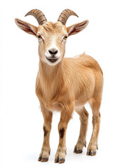 Fototapeta premium Ibex goat isolated on a white background , animal.