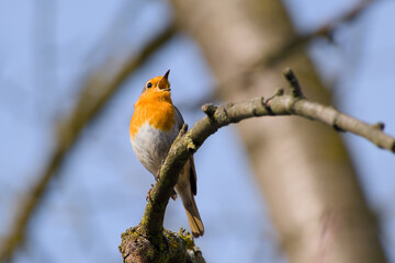 robin perching on a twig and singing close-up