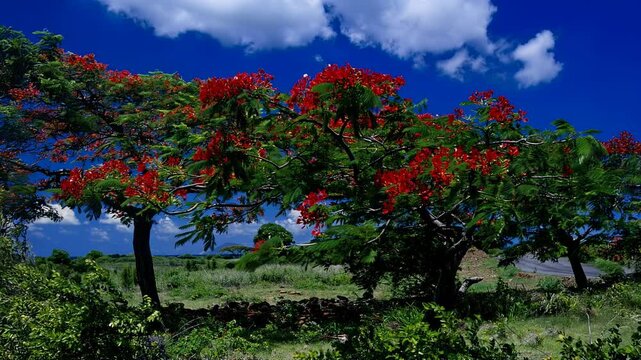 Tropical nature time lapse. Flame tree blossom in the bush alongside country road. Mauritus island. Indian Ocean.
