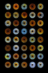 Close up of eye iris on black background, macro, photography.
Colorful human eye irises.