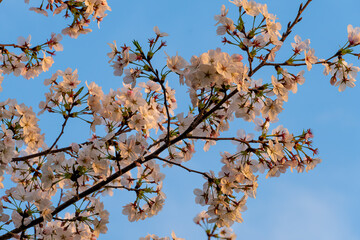 cherry blossom in spring