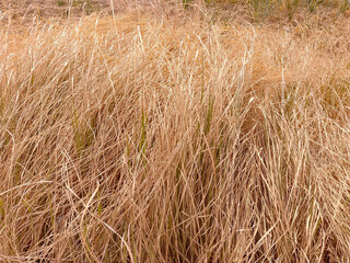 Dried Grass in the Autumn closup view