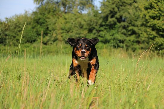 cute appenzeller sennenhund on a green meadow starts to run