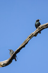 Stare auf abgestorbenen Ast (sturnus vulgaris)