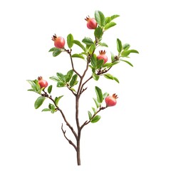 Stunning Pomegranate Tree Branch with Red Fruits Photo