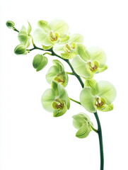 Green orchid flower isolated on white background.