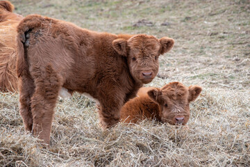 Highland calves