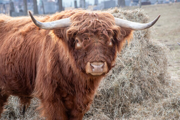 scottish highland cow