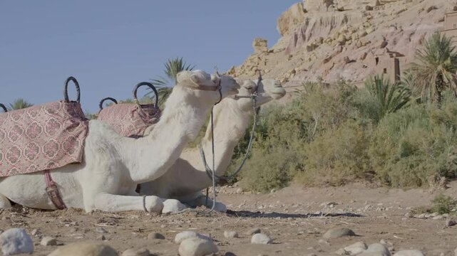 two dromedaries in a dry tropical environment