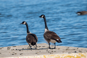 Fototapeta premium canada goose family