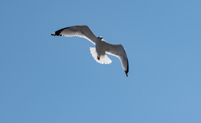 seagull in the sky