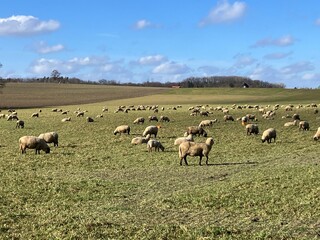 Eine Schafherde in der Wintersonne auf dem Wälkesberg  bei Menden im Sauerland
