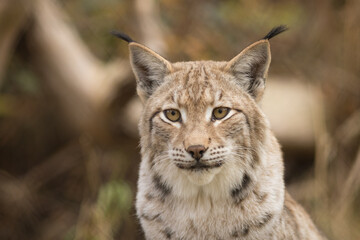 lynx, European, Eurasian, portrait, head, ears, brushes, eyes, fluff, color, fur, lynx lynx, wildcat, feline, carnivore