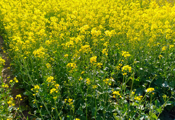 Mustard Field - blooming mustard plants (Brassica nigra) with blue sky background