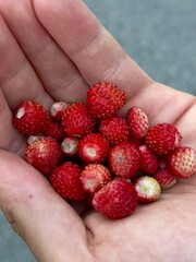 raspberries in hands