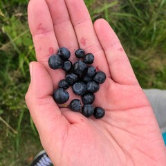 berries in hand