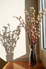 Pussy Willow Branches in Sunlight