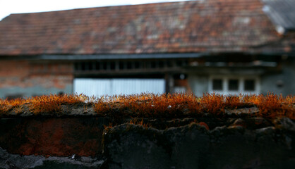 old house in the woods