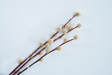 Pussy willow branches on a white background