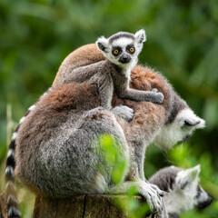 Lemur catta. Portrait of a female and baby