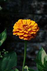 Flowers - Orange