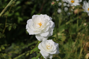 Flowers - white