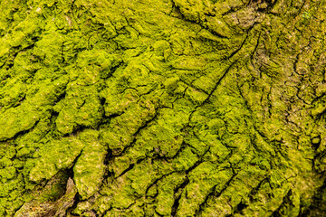 tree bark, green, moss, overgrown, green, structure, texture, background, cracked, oak, interesting pattern, pattern, environment, natural