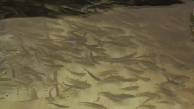 Young farmed trout swimming in a tank at a fish farm in a river in northern Spain - 368
