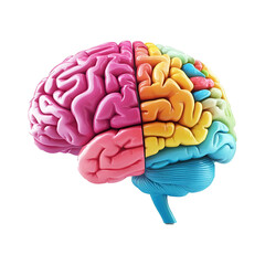 Colorful Human Brain png Anatomy.Realistic human brain png with Neuroscience Brain Image with No Background
