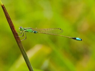 The green needle dragonfly has a long blue tail