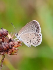 side view of a green grasshopper's head