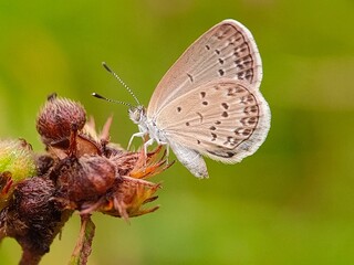 small brown butterfly with black markings