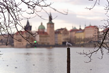 mewa siedząca na palu z widokiem na miasto nad rzeką © Piotr