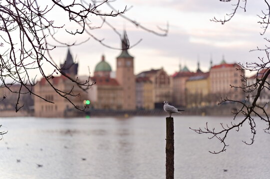 mewa siedząca na palu z widokiem na miasto nad rzeką