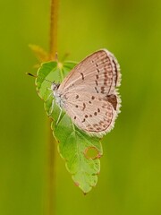The perched brown butterfly is very calm
