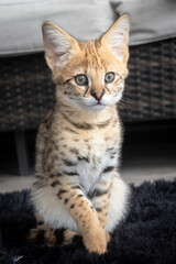 Savannah F1 HP Kitten resting in the house.