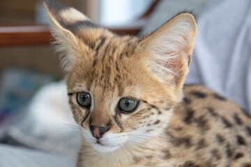 Savannah F1 HP Kitten resting in the house The Savannah is a breed of hybrid cat developed in the late 20th century from crossing a serval (Leptailurus serval) with a domestic cat