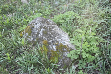 moss on the ground