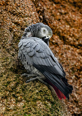 African grey parrot on the wall. Latin name - Psittacus erithacus	