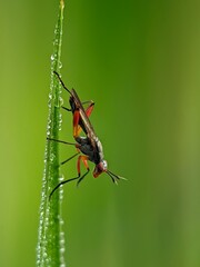 Predatory flies land on rice planted facing downwards