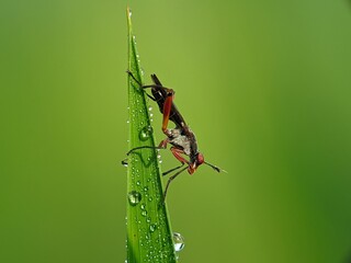Small robber flies land on rice plants