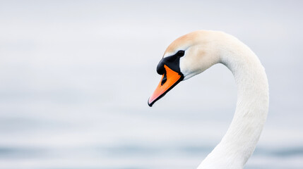 Fototapeta premium Anatomy, A close-up image showcasing the muscular flexibility of a swan's neck in high fidelity.